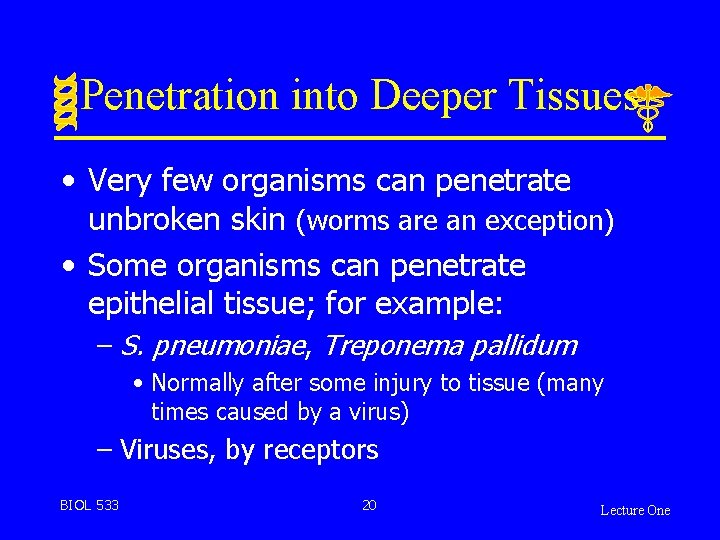 Penetration into Deeper Tissues • Very few organisms can penetrate unbroken skin (worms are