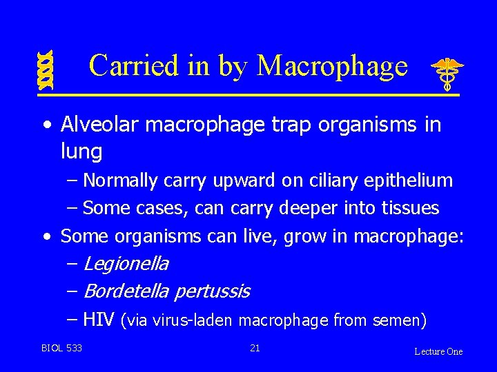 Carried in by Macrophage • Alveolar macrophage trap organisms in lung – Normally carry