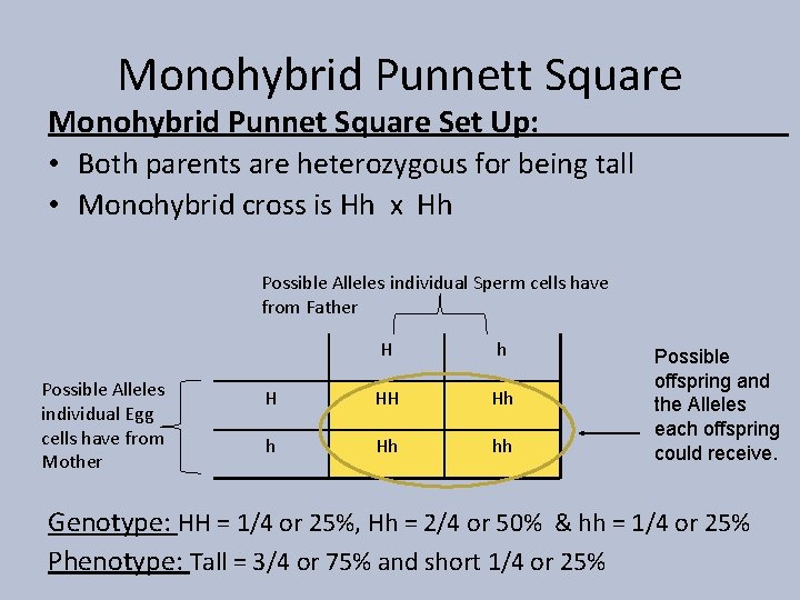 Monohybrid Punnett Square Monohybrid Punnet Square Set Up: • Both parents are heterozygous for