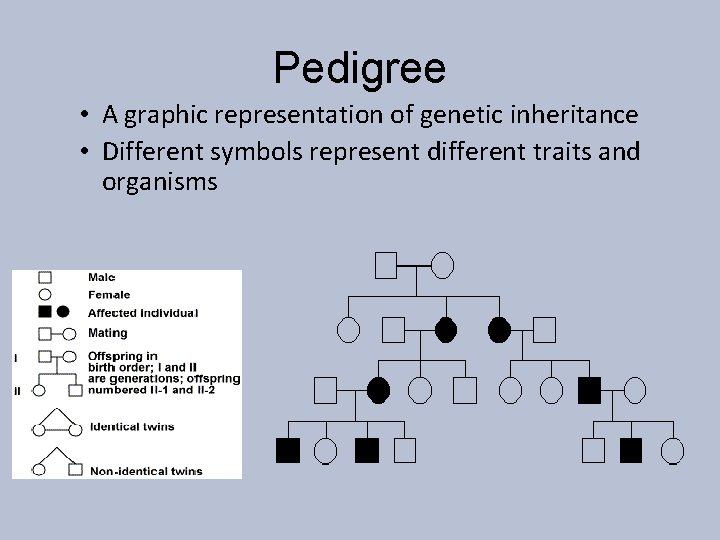Pedigree • A graphic representation of genetic inheritance • Different symbols represent different traits