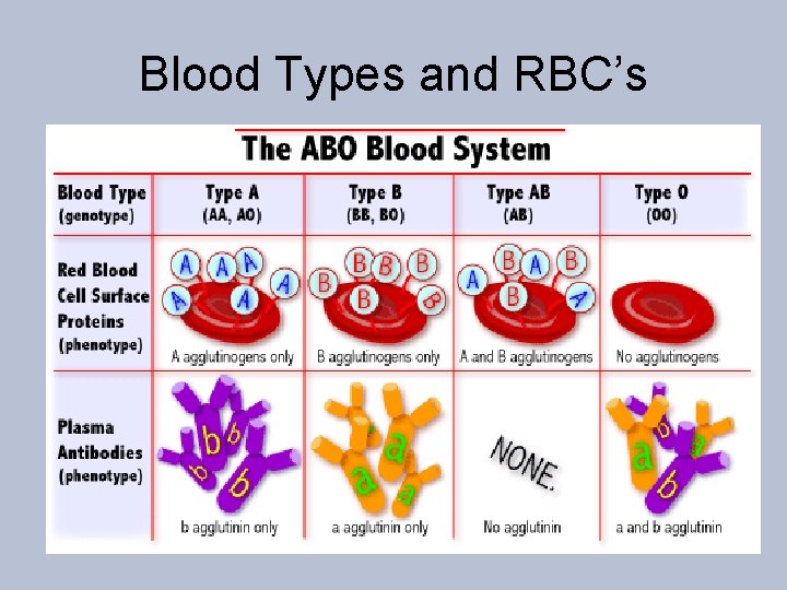 Blood Types and RBC’s 