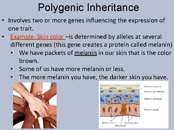 Polygenic Inheritance • Involves two or more genes influencing the expression of one trait.