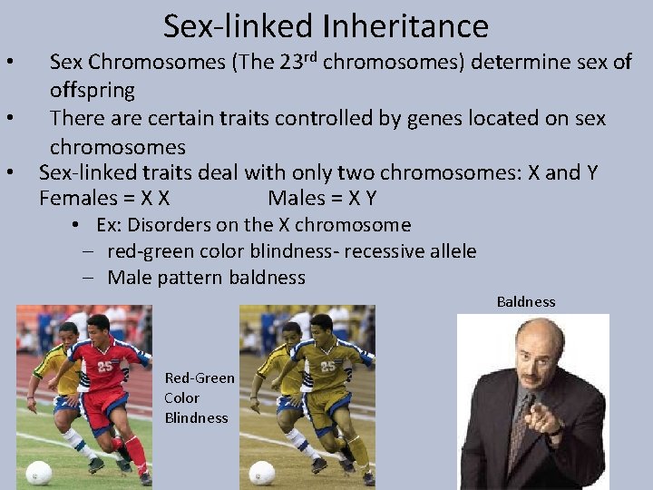 Sex-linked Inheritance • • • Sex Chromosomes (The 23 rd chromosomes) determine sex of