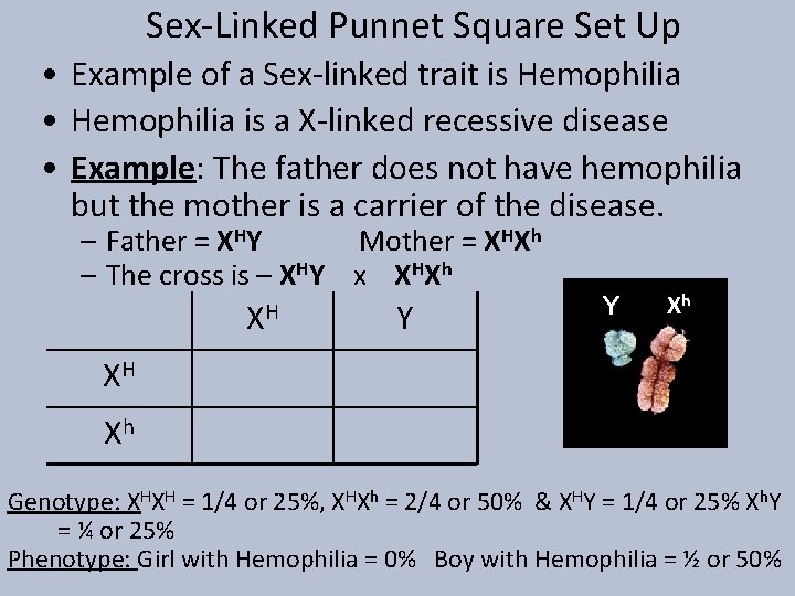 Sex-Linked Punnet Square Set Up • Example of a Sex-linked trait is Hemophilia •