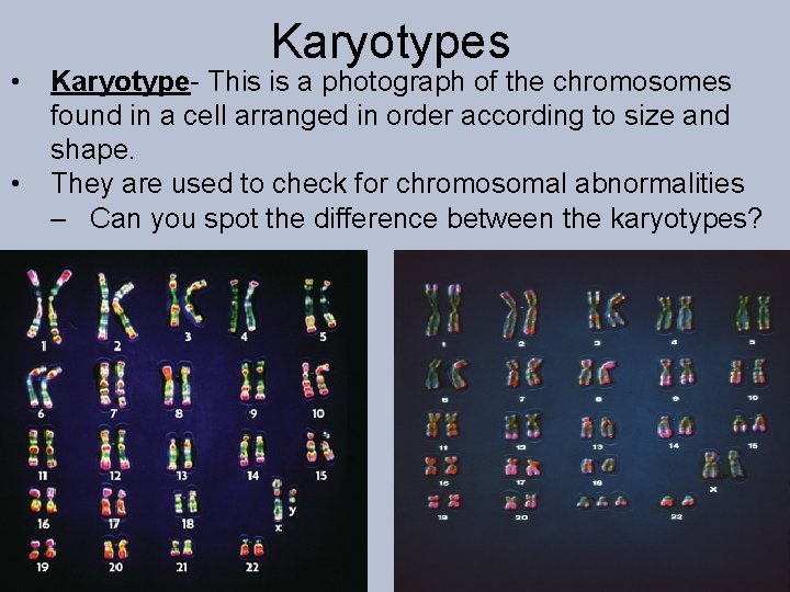  • • Karyotypes Karyotype- This is a photograph of the chromosomes found in