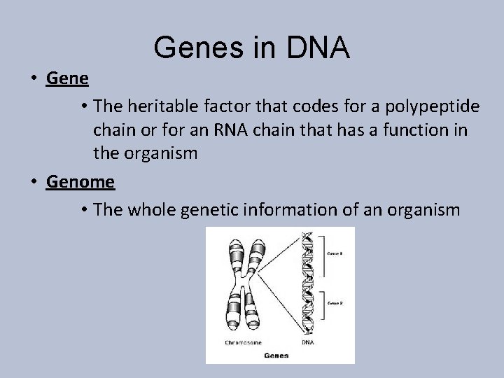 Genes in DNA • Gene • The heritable factor that codes for a polypeptide