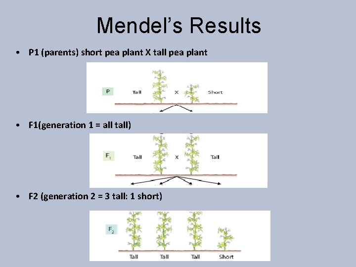 Mendel’s Results • P 1 (parents) short pea plant X tall pea plant •