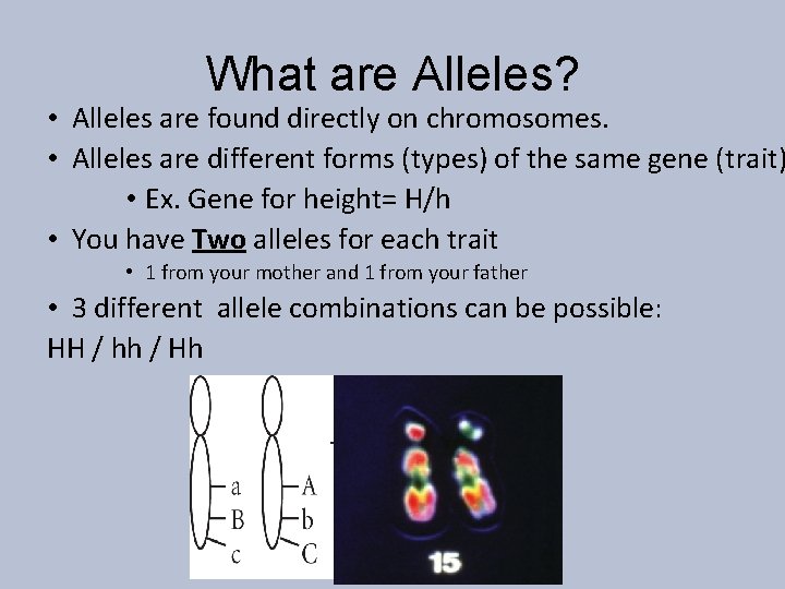 What are Alleles? • Alleles are found directly on chromosomes. • Alleles are different
