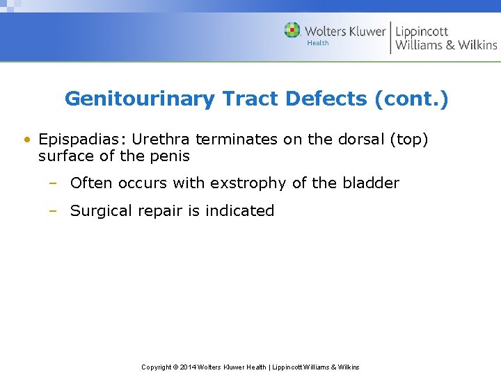 Genitourinary Tract Defects (cont. ) • Epispadias: Urethra terminates on the dorsal (top) surface