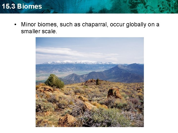 15. 3 Biomes • Minor biomes, such as chaparral, occur globally on a smaller