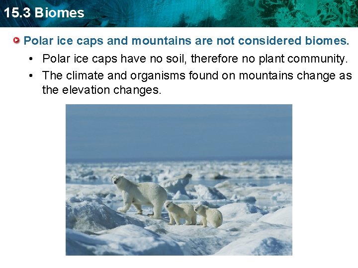 15. 3 Biomes Polar ice caps and mountains are not considered biomes. • Polar