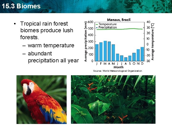 15. 3 Biomes • Tropical rain forest biomes produce lush forests. – warm temperature