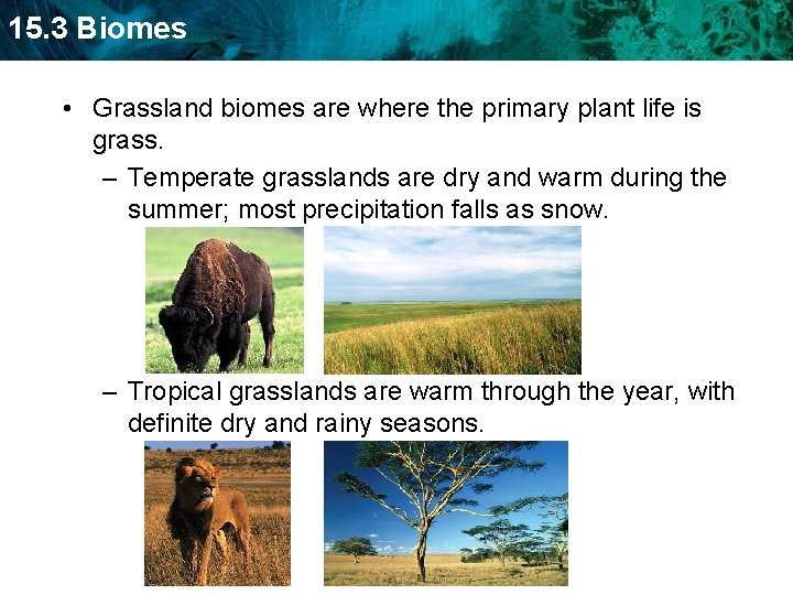 15. 3 Biomes • Grassland biomes are where the primary plant life is grass.