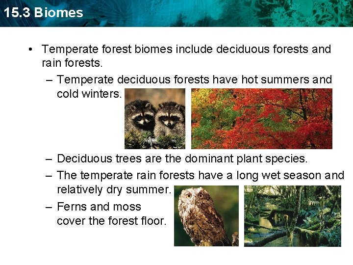 15. 3 Biomes • Temperate forest biomes include deciduous forests and rain forests. –