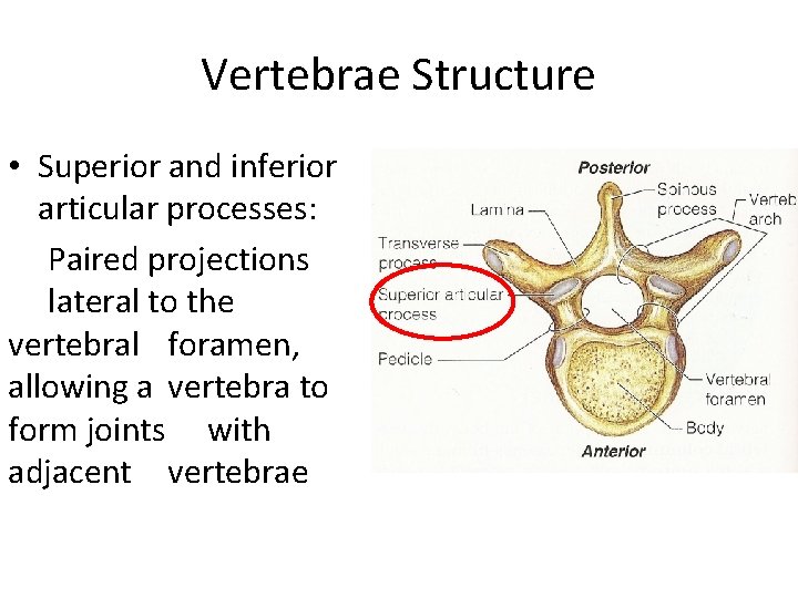 Vertebrae Structure • Superior and inferior articular processes: Paired projections lateral to the vertebral