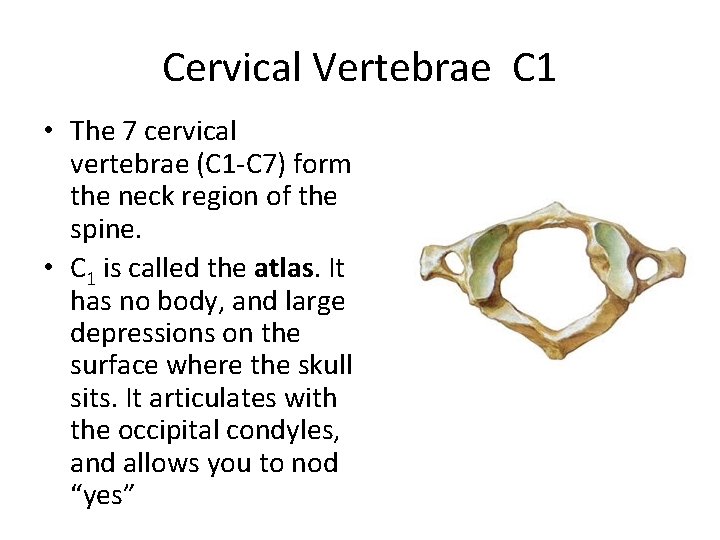 Cervical Vertebrae C 1 • The 7 cervical vertebrae (C 1 -C 7) form Cervical Vertebrae C 1 • The 7 cervical vertebrae (C 1 -C 7) form