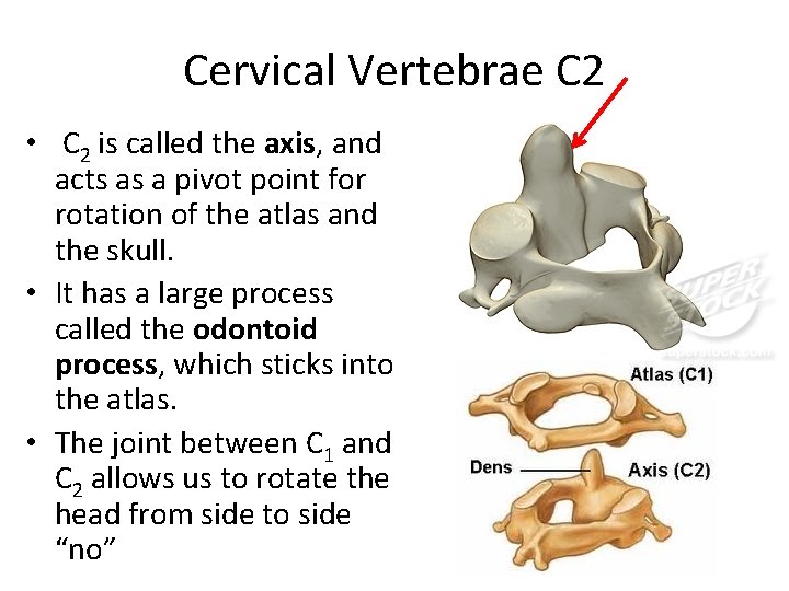 Cervical Vertebrae C 2 • C 2 is called the axis, and acts as