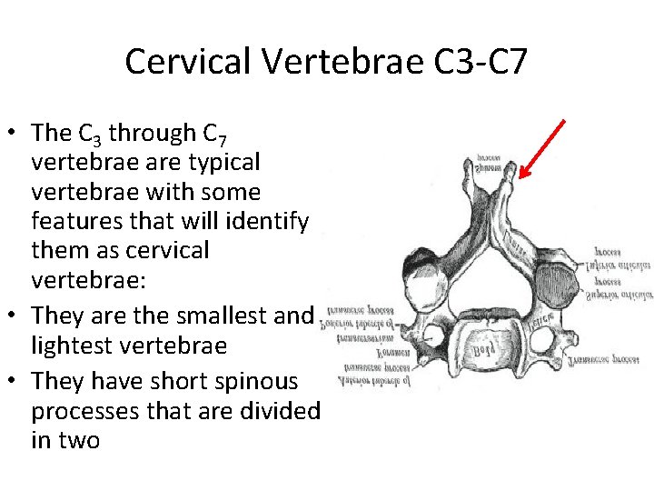 Cervical Vertebrae C 3 -C 7 • The C 3 through C 7 vertebrae Cervical Vertebrae C 3 -C 7 • The C 3 through C 7 vertebrae