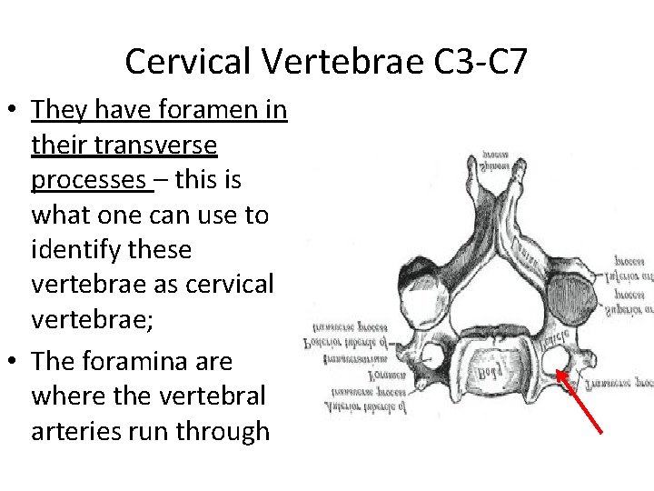 Cervical Vertebrae C 3 -C 7 • They have foramen in their transverse processes Cervical Vertebrae C 3 -C 7 • They have foramen in their transverse processes