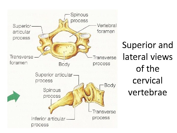Superior and lateral views of the cervical vertebrae Superior and lateral views of the cervical vertebrae