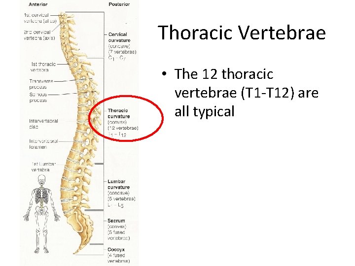 Thoracic Vertebrae • The 12 thoracic vertebrae (T 1 -T 12) are all typical