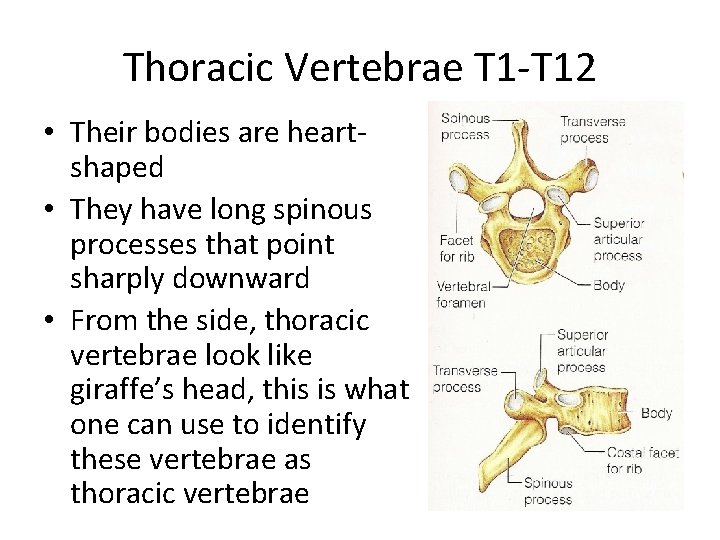 Thoracic Vertebrae T 1 -T 12 • Their bodies are heartshaped • They have Thoracic Vertebrae T 1 -T 12 • Their bodies are heartshaped • They have