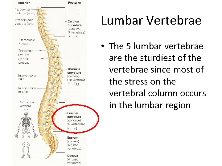 Lumbar Vertebrae • The 5 lumbar vertebrae are the sturdiest of the vertebrae since