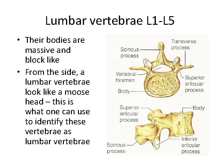 Lumbar vertebrae L 1 -L 5 • Their bodies are massive and block like Lumbar vertebrae L 1 -L 5 • Their bodies are massive and block like