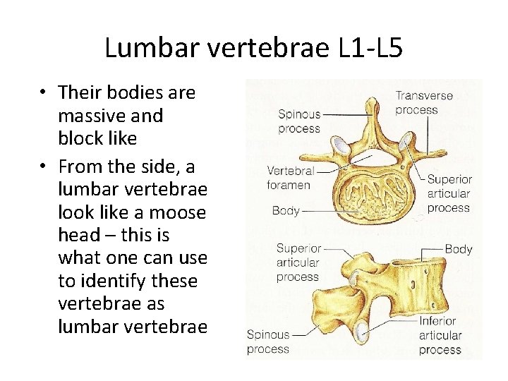 Lumbar vertebrae L 1 -L 5 • Their bodies are massive and block like