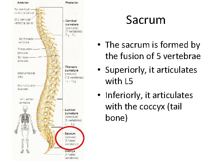 Sacrum • The sacrum is formed by the fusion of 5 vertebrae • Superiorly,