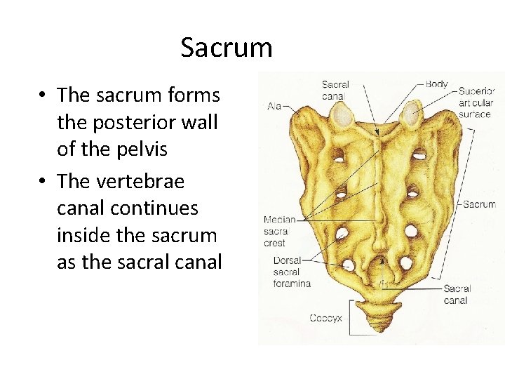 Sacrum • The sacrum forms the posterior wall of the pelvis • The vertebrae