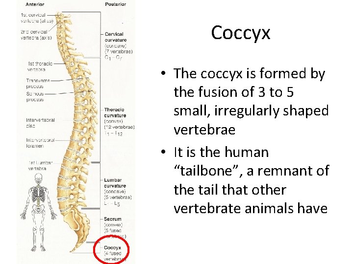 Coccyx • The coccyx is formed by the fusion of 3 to 5 small,