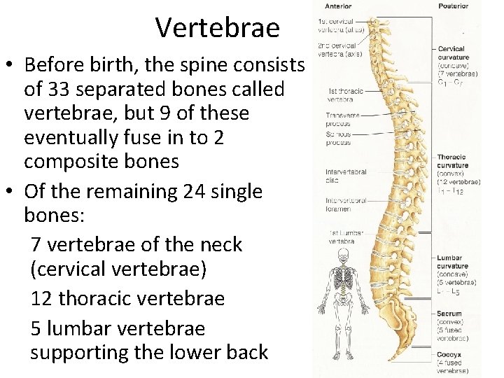 Vertebrae • Before birth, the spine consists of 33 separated bones called vertebrae, but