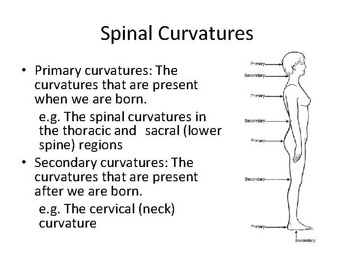 Spinal Curvatures • Primary curvatures: The curvatures that are present when we are born.