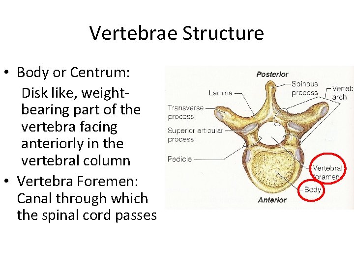 Vertebrae Structure • Body or Centrum: Disk like, weightbearing part of the vertebra facing