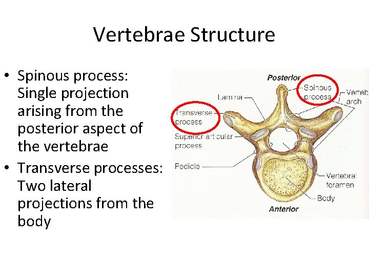 Vertebrae Structure • Spinous process: Single projection arising from the posterior aspect of the