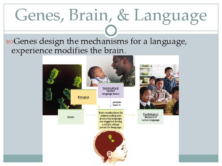 Genes, Brain, & Language Genes design the mechanisms for a language, experience modifies the