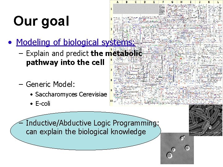 Our goal • Modeling of biological systems: – Explain and predict the metabolic pathway