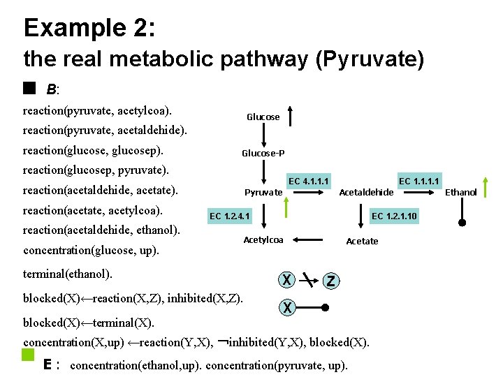 Example 2: the real metabolic pathway (Pyruvate) B: reaction(pyruvate, acetylcoa). Glucose reaction(pyruvate, acetaldehide). reaction(glucose,