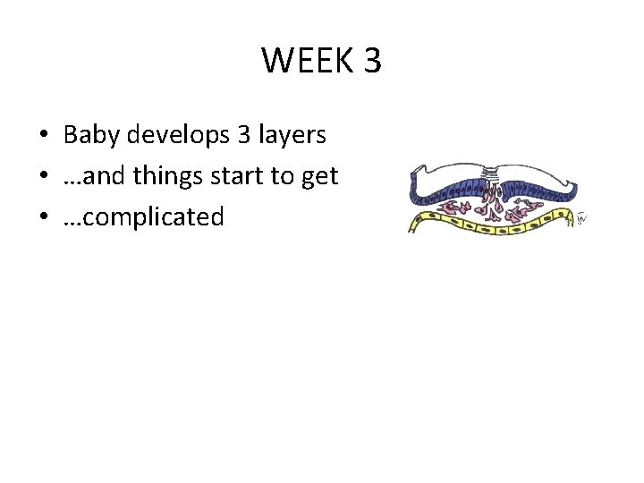WEEK 3 • Baby develops 3 layers • …and things start to get •