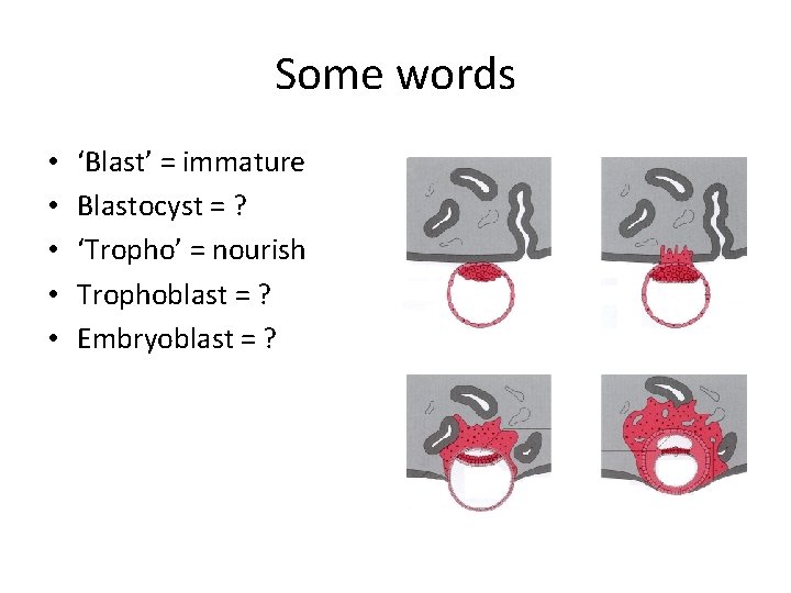 Some words • • • ‘Blast’ = immature Blastocyst = ? ‘Tropho’ = nourish