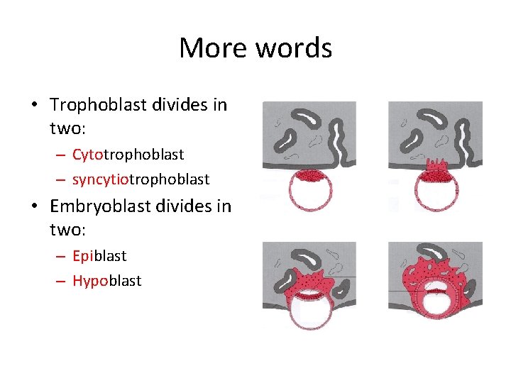 More words • Trophoblast divides in two: – Cytotrophoblast – syncytiotrophoblast • Embryoblast divides