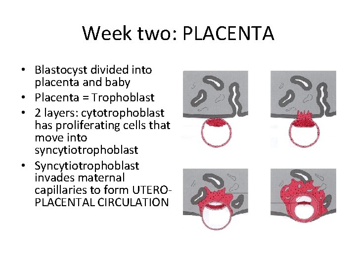Week two: PLACENTA • Blastocyst divided into placenta and baby • Placenta = Trophoblast