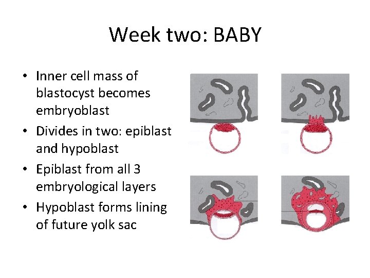 Week two: BABY • Inner cell mass of blastocyst becomes embryoblast • Divides in