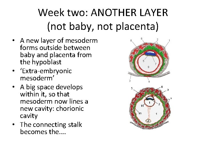 Week two: ANOTHER LAYER (not baby, not placenta) • A new layer of mesoderm