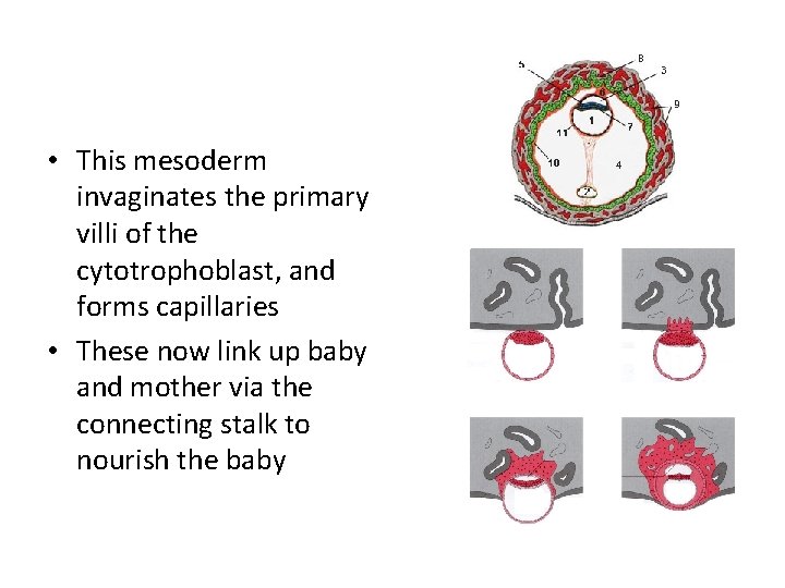  • This mesoderm invaginates the primary villi of the cytotrophoblast, and forms capillaries