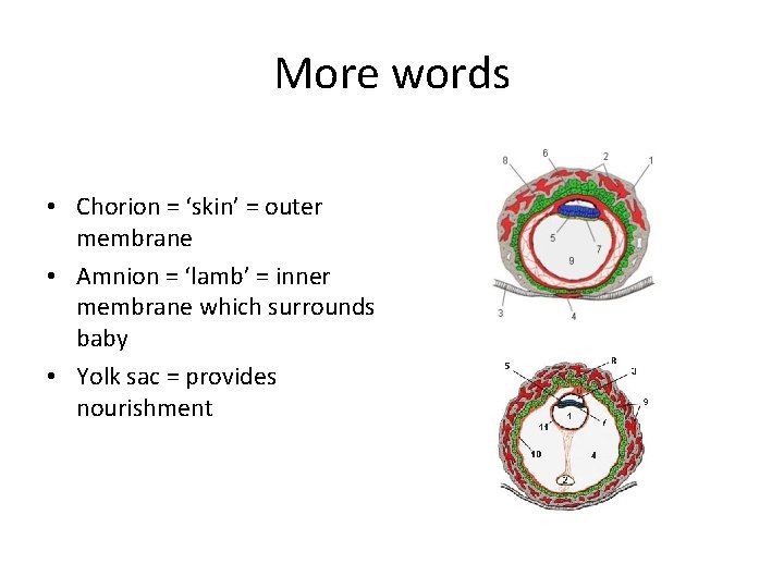 More words • Chorion = ‘skin’ = outer membrane • Amnion = ‘lamb’ =
