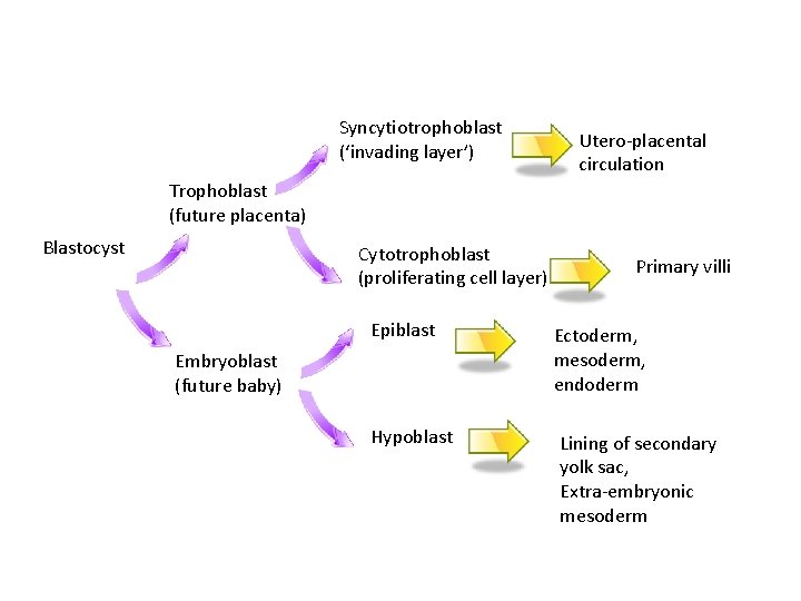 Syncytiotrophoblast (‘invading layer’) Utero-placental circulation Trophoblast (future placenta) Blastocyst Cytotrophoblast (proliferating cell layer) Epiblast