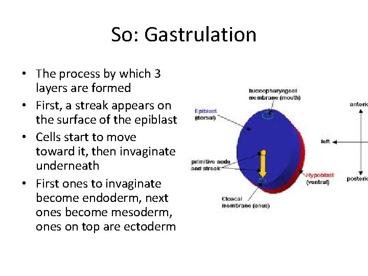 So: Gastrulation • The process by which 3 layers are formed • First, a