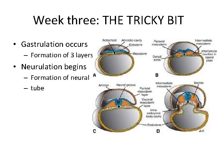 Week three: THE TRICKY BIT • Gastrulation occurs – Formation of 3 layers of